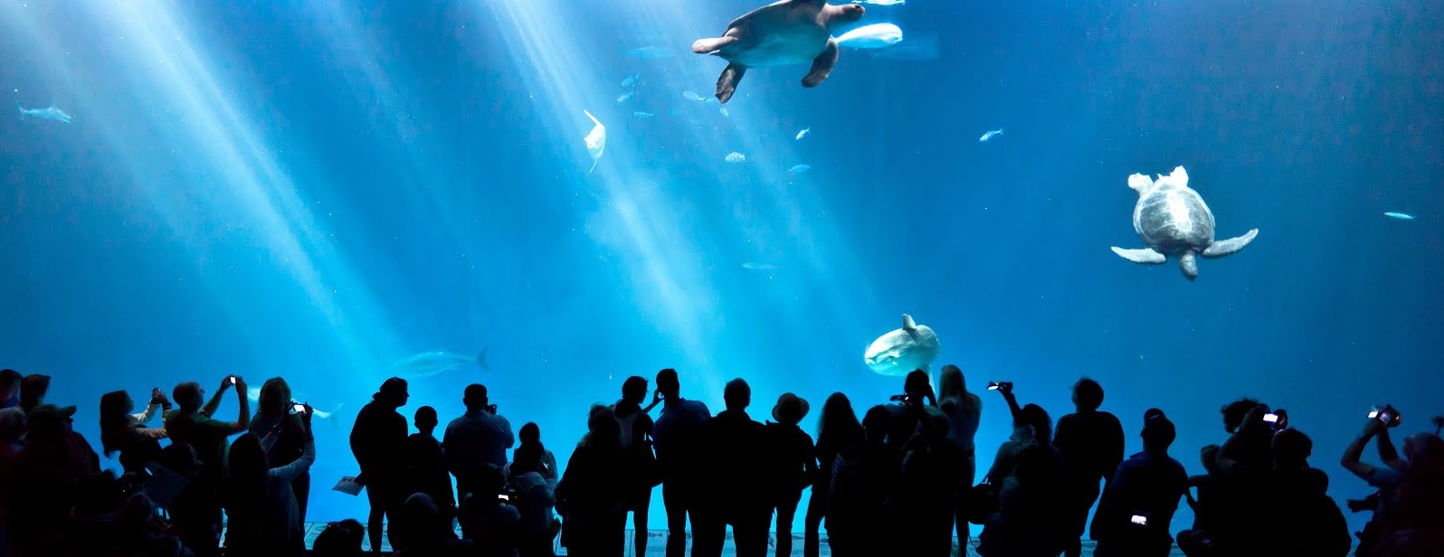 Aquário de Monterey, Califórnia, EUA